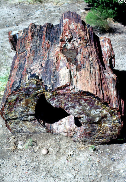 Petrified Forest National Park petrified log. AZ.