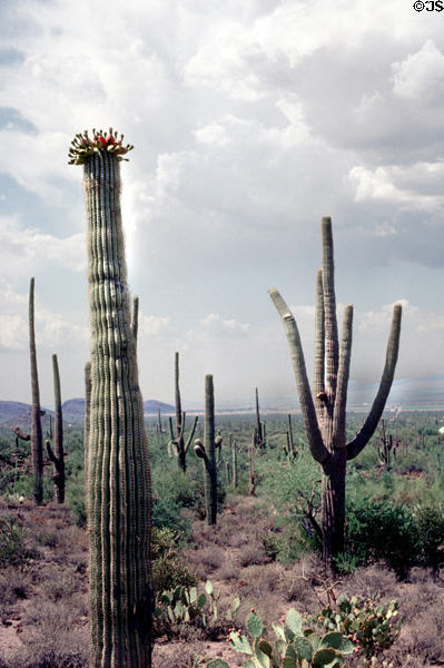 Saguaro cactus in landscape of Saguaro National Park. AZ.
