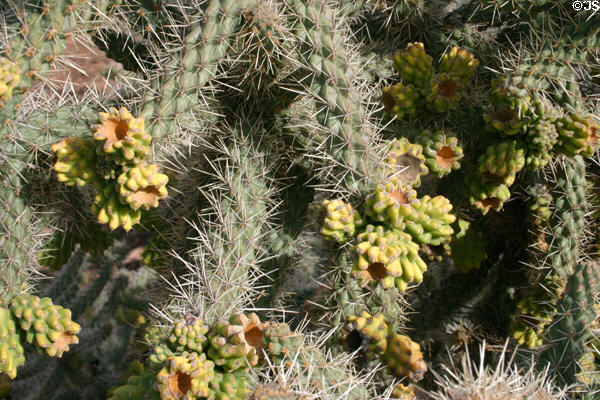 Cane Cholla cactus at Tuzigoot National Monument. AZ.