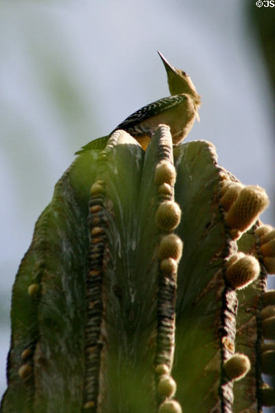 Gila woodpecker (Centurus uropygialis) at Desert Botanical Garden. Phoenix, AZ.