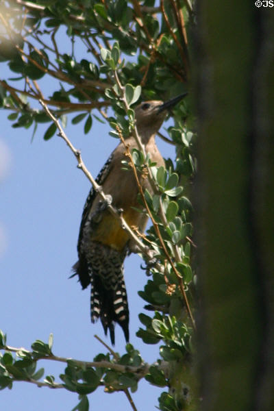 Gila woodpecker (Centurus uropygialis) at Desert Botanical Garden. Phoenix, AZ.