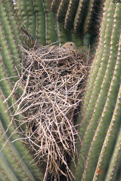 Dove on nest at Desert Botanical Garden. Phoenix, AZ.
