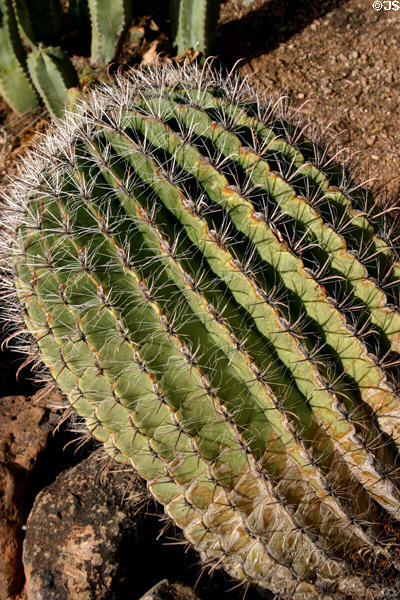 Compass barrel cactus (Ferocactus cylindraceus) in Desert Botanical Garden. Phoenix, AZ.