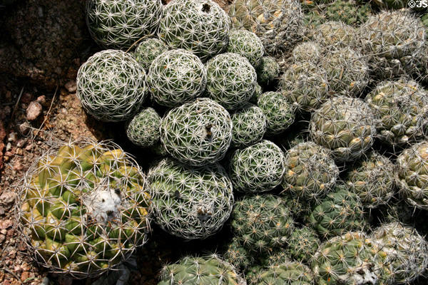 Coryphantha pycnacantha cactus in Desert Botanical Garden. Phoenix, AZ.