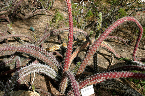 Octopus Cactus (Stenocereus alamosensis) in Desert Botanical Garden. Phoenix, AZ.