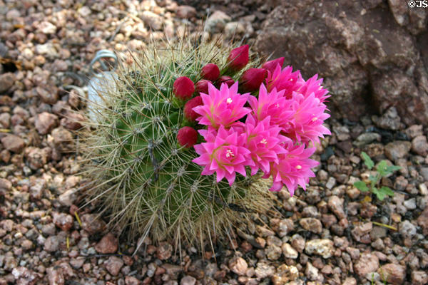 South American cactus in bloom in Desert Botanical Garden. Phoenix, AZ.