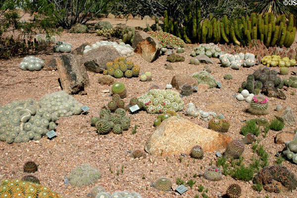 Variety of small cacti at Desert Botanical Garden. Phoenix, AZ.
