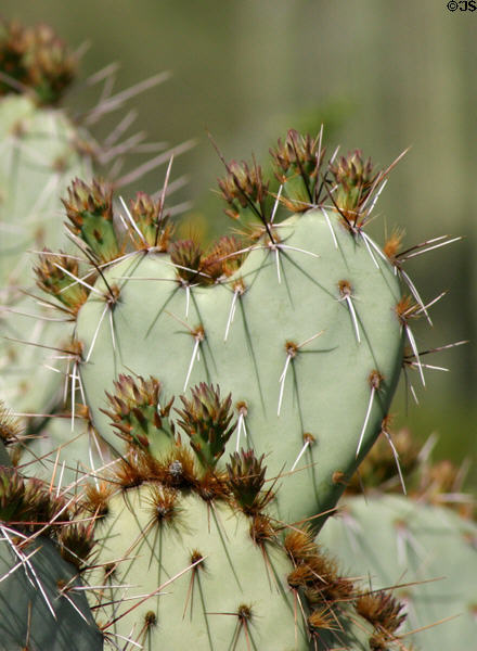 Heart-shaped cactus at Desert Botanical Garden. Phoenix, AZ.
