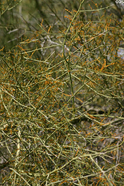 Foothill Palo Verde tree (Cercidium microphyllum) state tree of Arizona at Desert Botanical Garden. Phoenix, AZ.