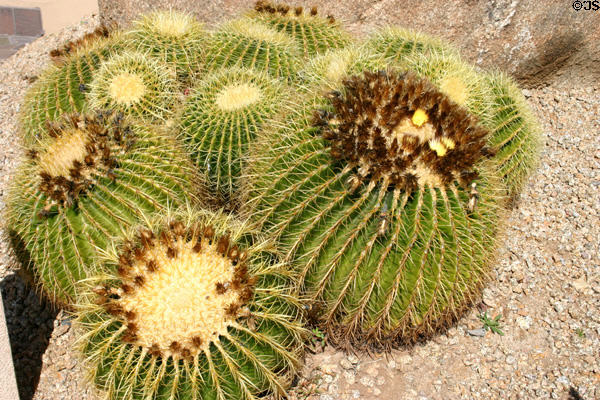 Barrel cactus. Phoenix, AZ.