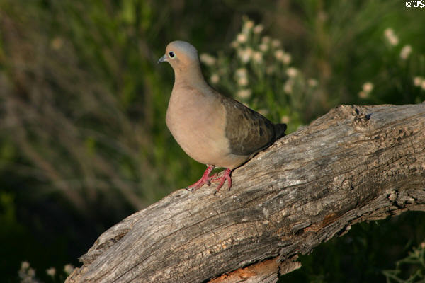 Mourning dove. Scottsdale, AZ.