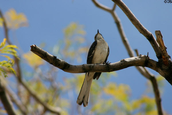 Bird at Taliesin West. Scottsdale, AZ.