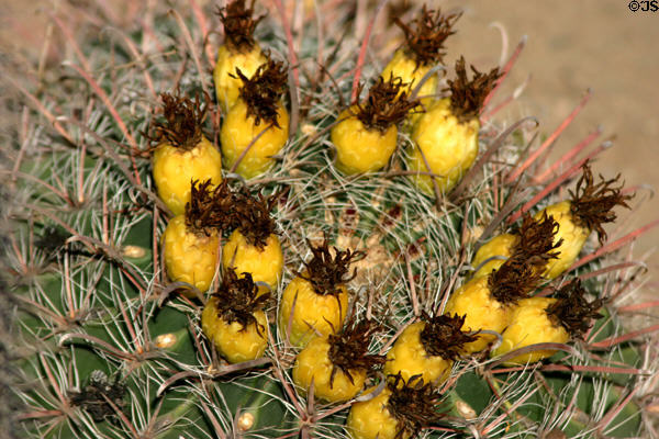 Cactus with yellow fruit at San Xavier del Bac Mission Church. Tucson, AZ.