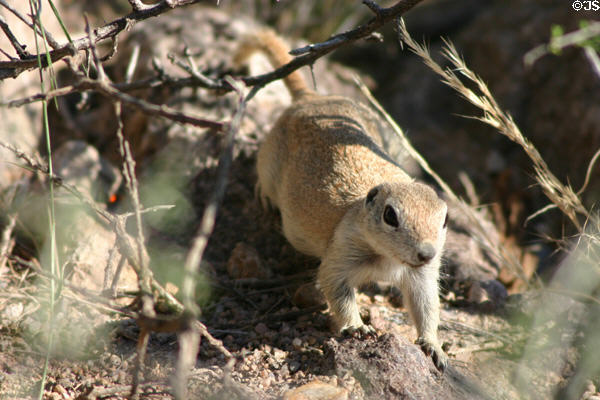 Round-tailed ground squirrel at San Xavier del Bac Mission. Tucson, AZ.