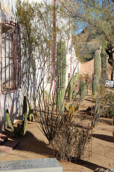 Cactus garden at Mission San Xavier del Bac. Tucson, AZ.