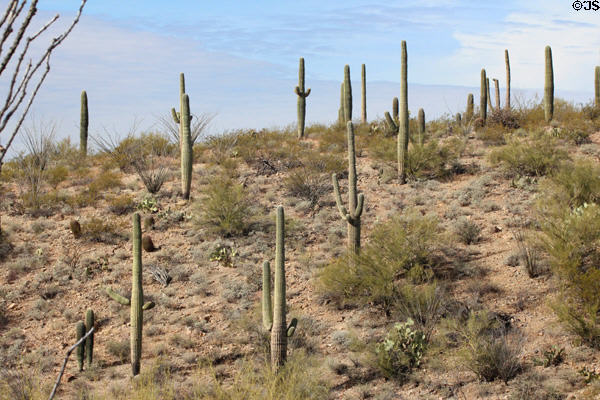 Saguaro cacti (<i>Carnegiea gigantea</i>) over Sonoran Desert Museum. Tucson, AZ.