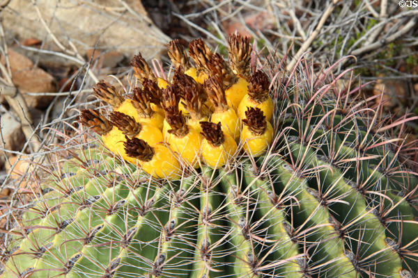 Fishhook barrel cactus (<i>Ferocactus wislizenii</i>) at Sonoran Desert Museum. Tucson, AZ.