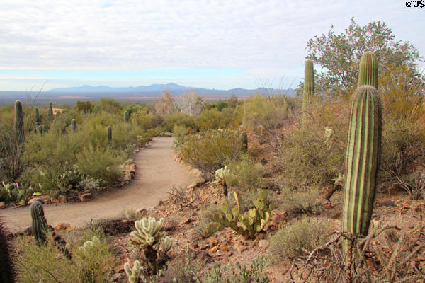Walking path through Sonoran Desert Museum. Tucson, AZ.
