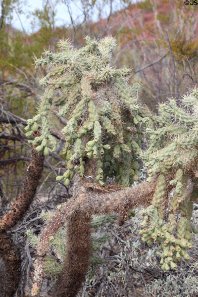 Cholla cactus at Sonoran Desert Museum. Tucson, AZ.