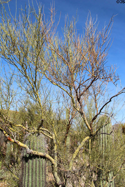 Palo Verde tree named after green bark at Sonoran Desert Museum. Tucson, AZ.