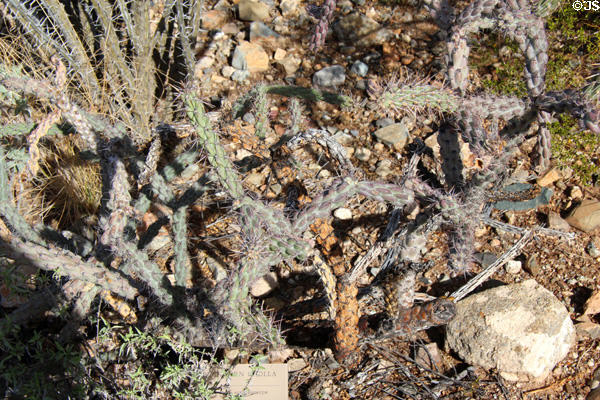 Cholla cactus dies to open lattice skeleton at Sonoran Desert Museum. Tucson, AZ.