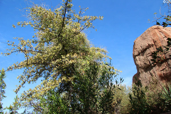 Emory Oak (<i>Quercus emoryi</i>) at Sonoran Desert Museum. Tucson, AZ.