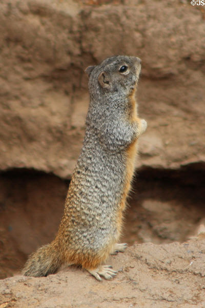 Rock Squirrel (<i>Spermophilus variegatus</i>) at Sonoran Desert Museum. Tucson, AZ.