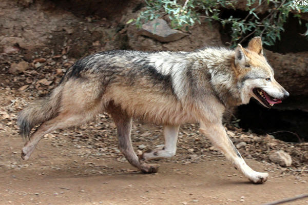 Mexican wolf (<i>Canis lupus baileyi</i>) at Sonoran Desert Museum. Tucson, AZ.