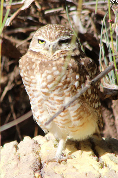Burrowing owl (<i>Athene cunicularia</i>) at Sonoran Desert Museum. Tucson, AZ.