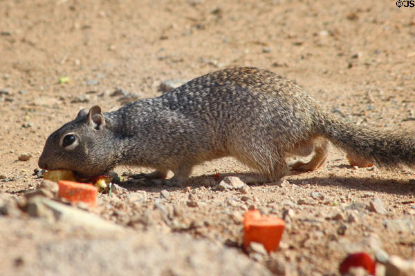 Round-tailed ground squirrel (<i>Xerospermophilus tereticaudus</i>) at Sonoran Desert Museum. Tucson, AZ.