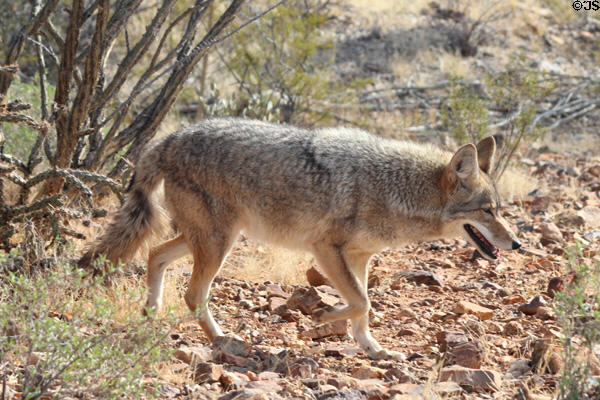 Coyotes at Sonoran Desert Museum. Tucson, AZ.