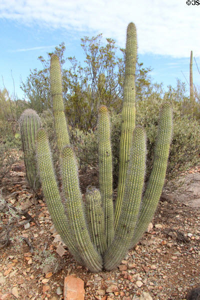 Organ pipe cactus (<i>Stenocereus thurberi thurberi</i>) at Sonoran Desert Museum. Tucson, AZ.