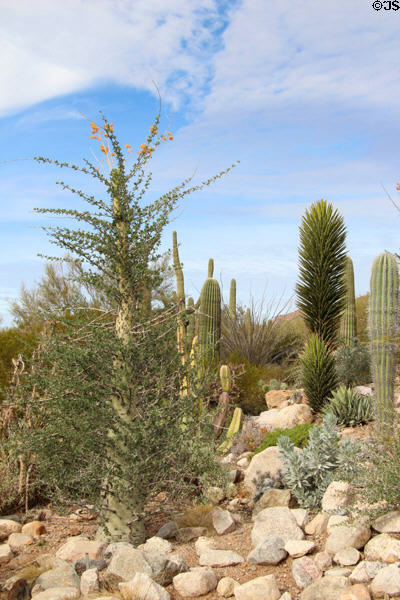Boojum (<i>Fouquieria columnaris</i>) succulant at Sonoran Desert Museum. Tucson, AZ.