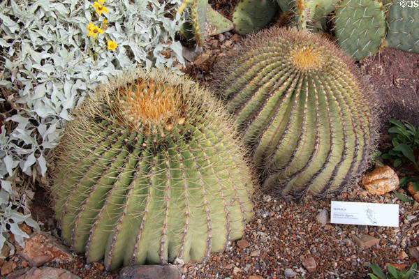 Biznaga cactus (<i>Ferocactus diguetii</i>) at Sonoran Desert Museum. Tucson, AZ.