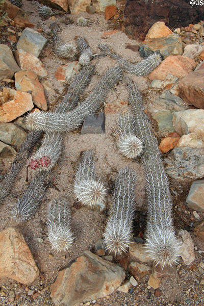 Creeping devil cactus (<i>Stenocereus eruca</i>) at Sonoran Desert Museum. Tucson, AZ.