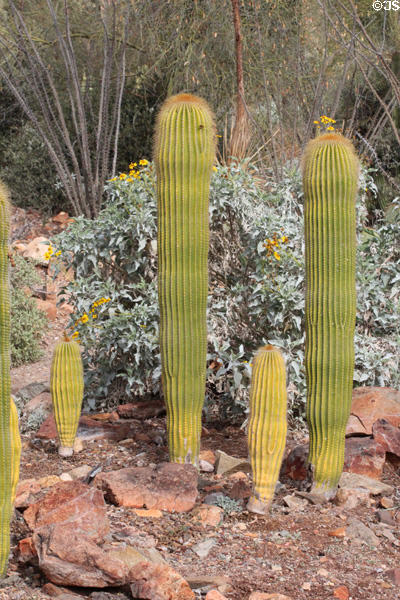 Cactus at Sonoran Desert Museum. Tucson, AZ.