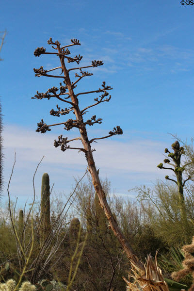 Maguey (<i>Agave avellanidens</i>) at Sonoran Desert Museum. Tucson, AZ.