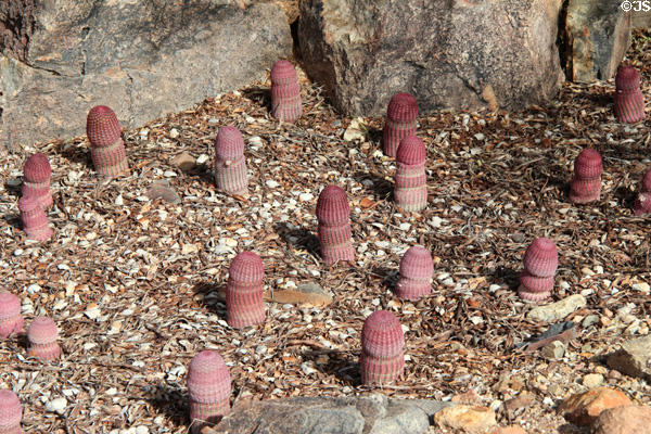 Small pinkish cacti which spread like mushrooms at Sonoran Desert Museum. Tucson, AZ.