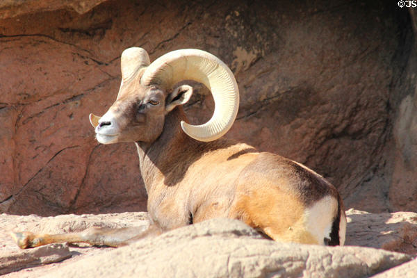 Male Desert Bighorn sheep (<i>Ovis canadensis mexicana</i>) at Sonoran Desert Museum. Tucson, AZ.
