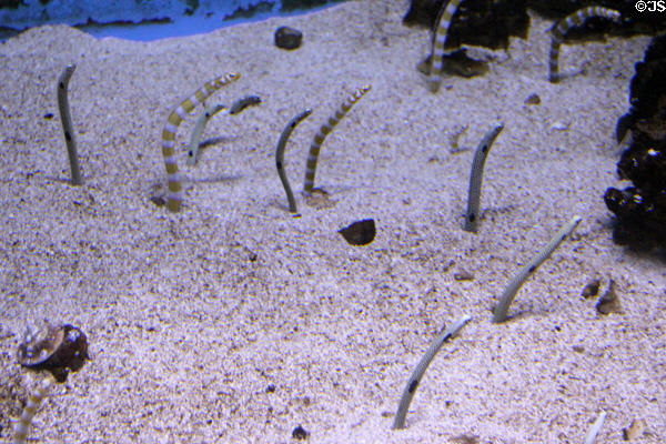 Garden eels in aquarium at Sonoran Desert Museum. Tucson, AZ.