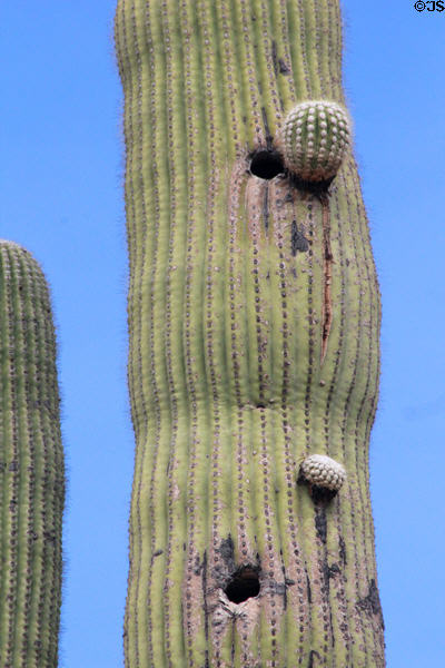 Woodpecker holes on Saguaro cactus in Sonoran Desert. Tucson, AZ.