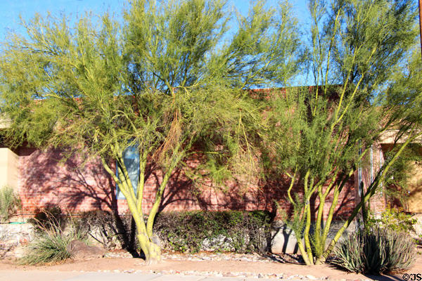 Palo Verde trees in Old Town. Tucson, AZ.