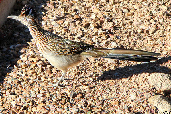 Road Runner (<i>Geococcyx californianus</i>) in Sonoran Desert. Tucson, AZ.