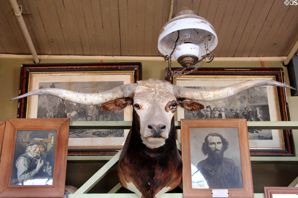 Longhorn cow head with photo (r) of Ed Schieffelin, founder of Tombstone in 1877, at Bird Cage Theatre. Tombstone, AZ.