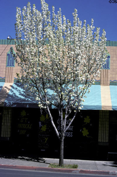Oberan Building (1934) with flowering tree. Napa, CA. Style: Art Deco.