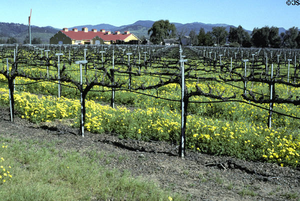 Grape vines in Napa Valley. CA.