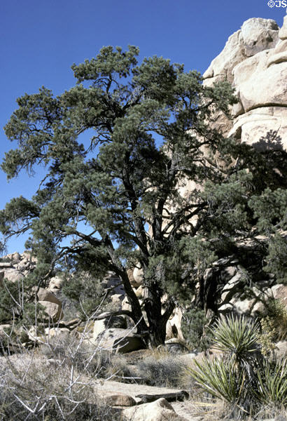 Tree in Joshua Tree National Park. CA.