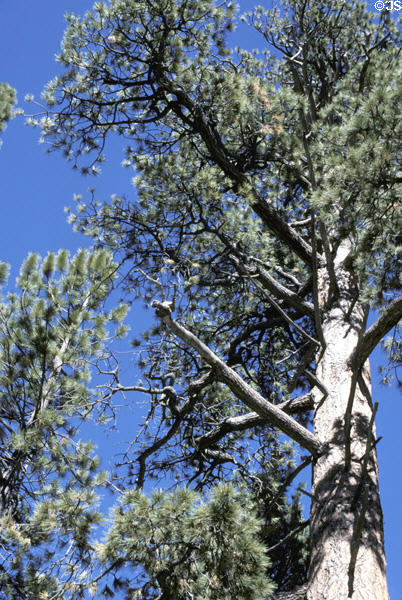 Pine tree of San Jacinto State Park. CA.