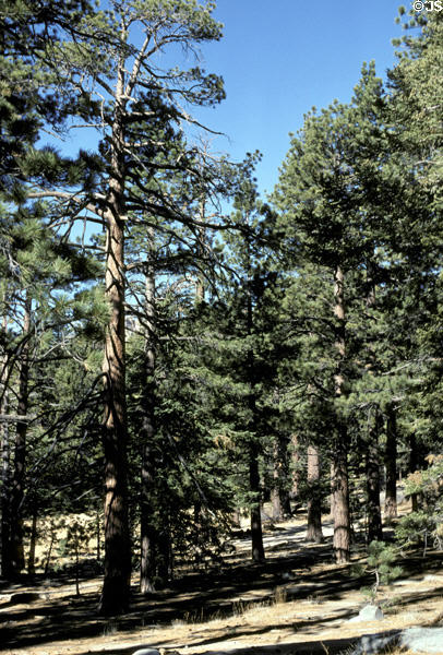 Pine forest of San Jacinto State Park. CA.