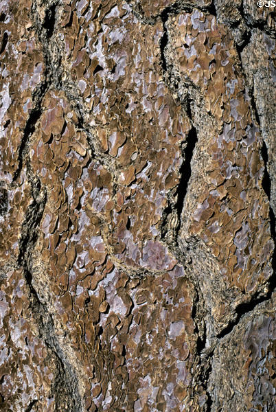 Pine bark in San Jacinto State Park. CA.